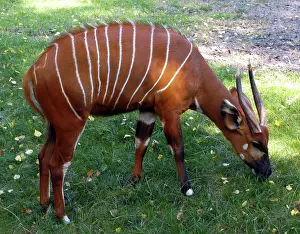 Bongo: Bongo Antelope - Male feeding on grass