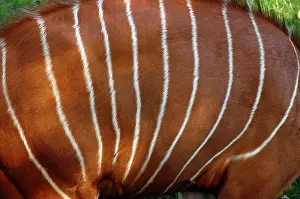 Bongo: Bongo Antelope - male, showing markings / stripes