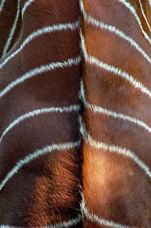 Bongo: Bongo Antelope - stripes, Male