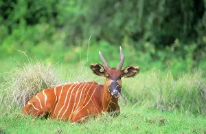 Bongo: Bongo - lying down