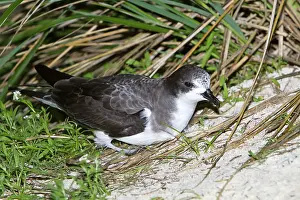 Hypoleuca: Bonin Petrel