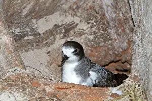 Hypoleuca: Bonin Petrel