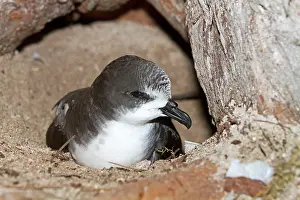 Hypoleuca: Bonin Petrel