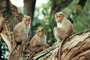 Maureen Brown: Bonnet Macaque