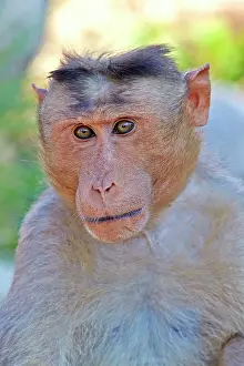 Bonnet: Bonnet Macaque adult male