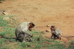 Maureen Brown: Bonnet Macaque - adult and young foraging