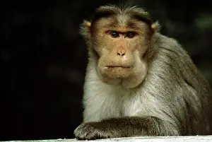 Pouches: Bonnet Macaque Monkey