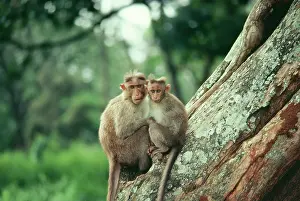 Maureen Brown: Bonnet Macaque Monkey - and young