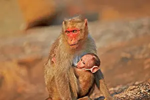 Bonnet: Bonnet Macaque mother with baby