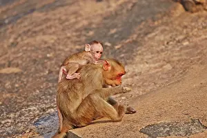 Bonnet: Bonnet Macaque mother with baby