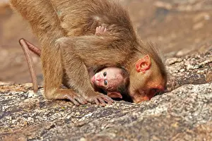 Bonnet: Bonnet Macaque mother with baby
