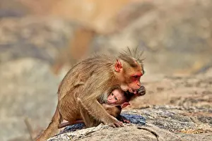 Bonnet: Bonnet Macaque mother with baby