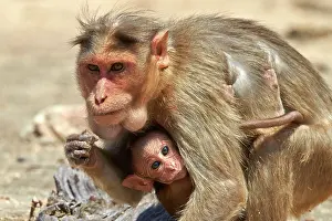Bonnet: Bonnet Macaque mother with baby