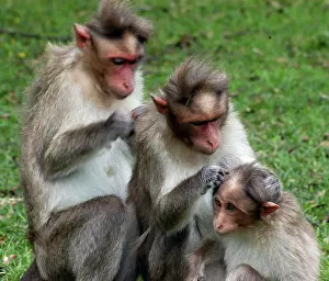 Mutual: Bonnet Macaque, mutual grooming