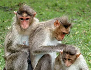 Mutual: Bonnet Macaque - mutual grooming