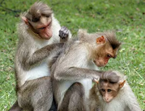 Mutual: Bonnet Macaque, South India, mutual grooming