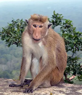 270819: Bonnet Macaque, Sri Lanka