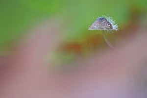 Mould: Bonnet Mould