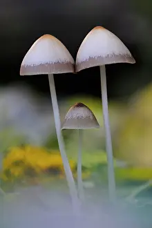 Unidentified: Bonnet sp