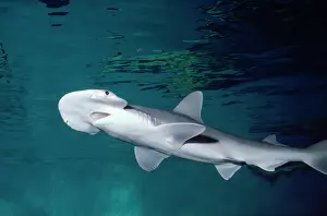 Sphyrna: Bonnethead / Shovelhead SHARK