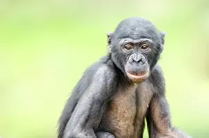 Omnivorous: Bonobo