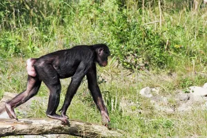 Bonobo: Bonobo Chimpanzee - female with swollen genitals