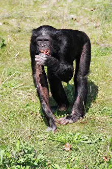 Bonobo: Bonobo Chimpanzee - male feeding