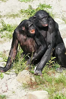 Bonobo: Bonobo Chimpanzee - pair mating