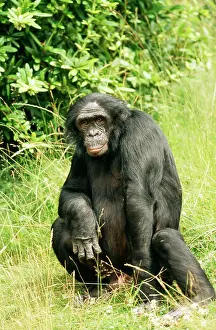 Bonobo: Bonobo / Pygmy CHIMPANZEE