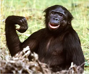 Bonobo: Bonobo / Pygmy CHIMPANZEE