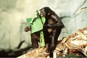 Chimp: Bonobo / Pygmy CHIMPANZEE - alone, eats banana leaf
