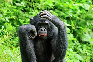 Bonobo: Bonobo / Pygmy Chimpanzee / Dwarf Chimpanzee / Gracile