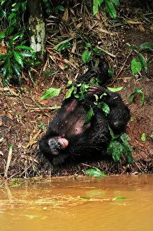 Bonobo: Bonobo / Pygmy Chimpanzee / Dwarf Chimpanzee / Gracile