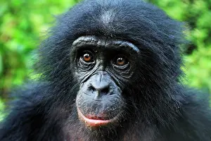 Chimpanzee: Bonobo / Pygmy Chimpanzee / Dwarf Chimpanzee / Gracile