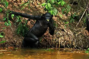 Chimpanzee: Bonobo / Pygmy Chimpanzee / Dwarf Chimpanzee / Gracile