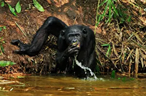 Chimpanzee: Bonobo / Pygmy Chimpanzee / Dwarf Chimpanzee / Gracile