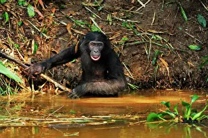 Chimpanzee: Bonobo / Pygmy Chimpanzee / Dwarf Chimpanzee / Gracile