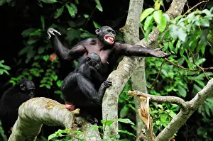Chimpanzee: Bonobo / Pygmy Chimpanzee / Dwarf Chimpanzee / Gracile