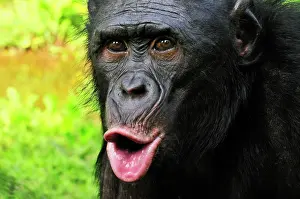 Chimpanzee: Bonobo / Pygmy Chimpanzee / Dwarf Chimpanzee / Gracile