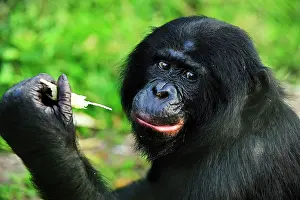 Chimpanzee: Bonobo / Pygmy Chimpanzee / Dwarf Chimpanzee / Gracile