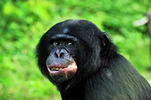 Chimpanzee: Bonobo / Pygmy Chimpanzee / Dwarf Chimpanzee / Gracile