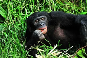 Chimpanzee: Bonobo / Pygmy Chimpanzee / Dwarf Chimpanzee / Gracile