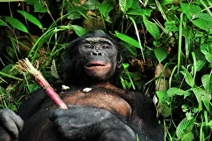 Chimpanzee: Bonobo / Pygmy Chimpanzee / Dwarf Chimpanzee / Gracile