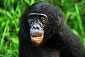 Chimpanzee: Bonobo / Pygmy Chimpanzee / Dwarf Chimpanzee / Gracile