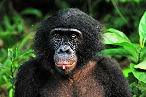 Chimpanzee: Bonobo / Pygmy Chimpanzee / Dwarf Chimpanzee / Gracile