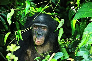 Chimpanzee: Bonobo / Pygmy Chimpanzee / Dwarf Chimpanzee / Gracile