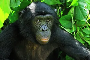 Chimpanzee: Bonobo / Pygmy Chimpanzee / Dwarf Chimpanzee / Gracile