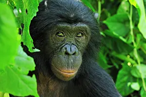 Chimpanzee: Bonobo / Pygmy Chimpanzee / Dwarf Chimpanzee / Gracile