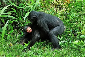 Chimpanzee: Bonobo / Pygmy Chimpanzee / Dwarf Chimpanzee / Gracile