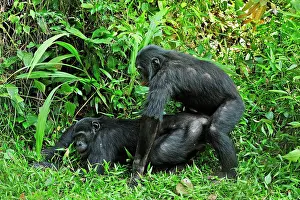 Chimpanzee: Bonobo / Pygmy Chimpanzee / Dwarf Chimpanzee / Gracile